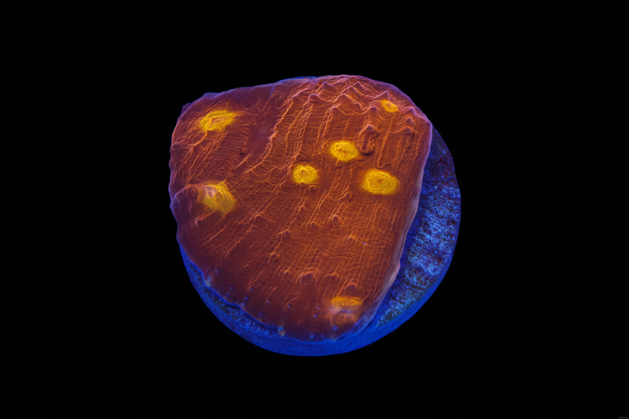 (WWC) Flame Thrower Chalice