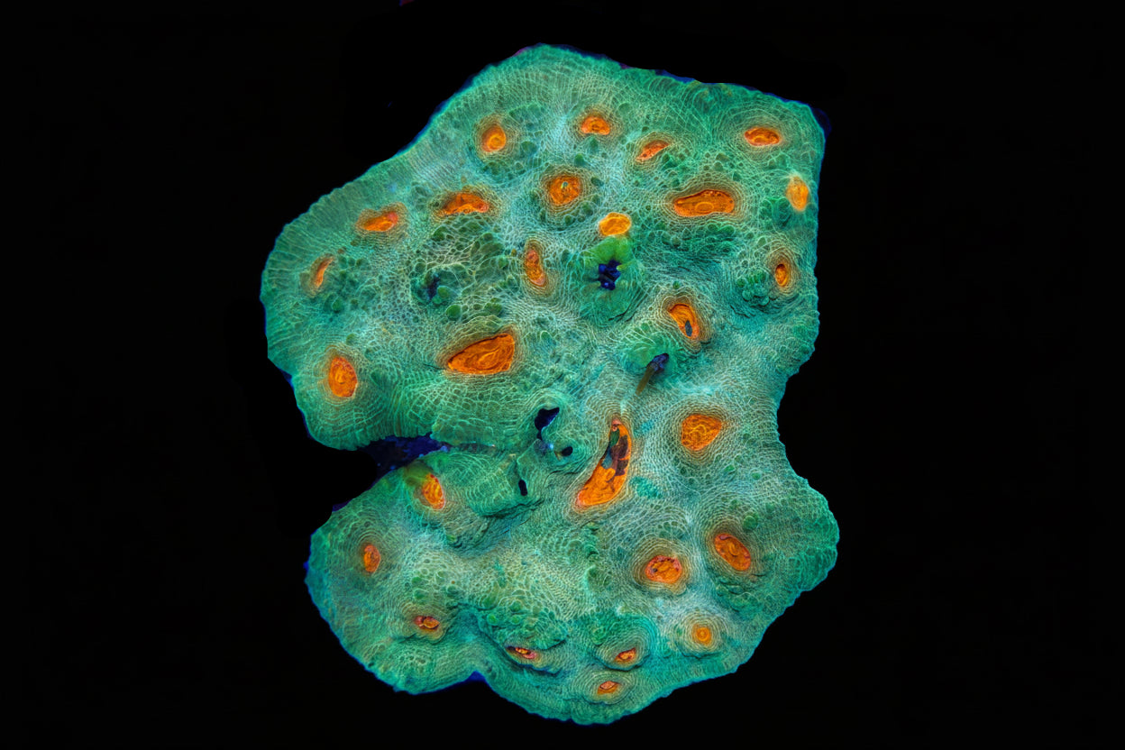 Avocado Chalice Coral