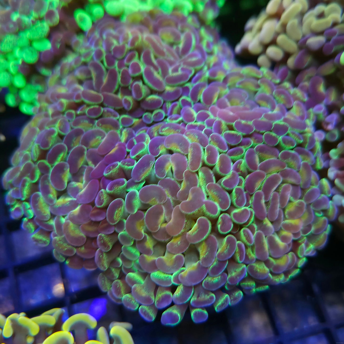 Ultra Hologram Hammer