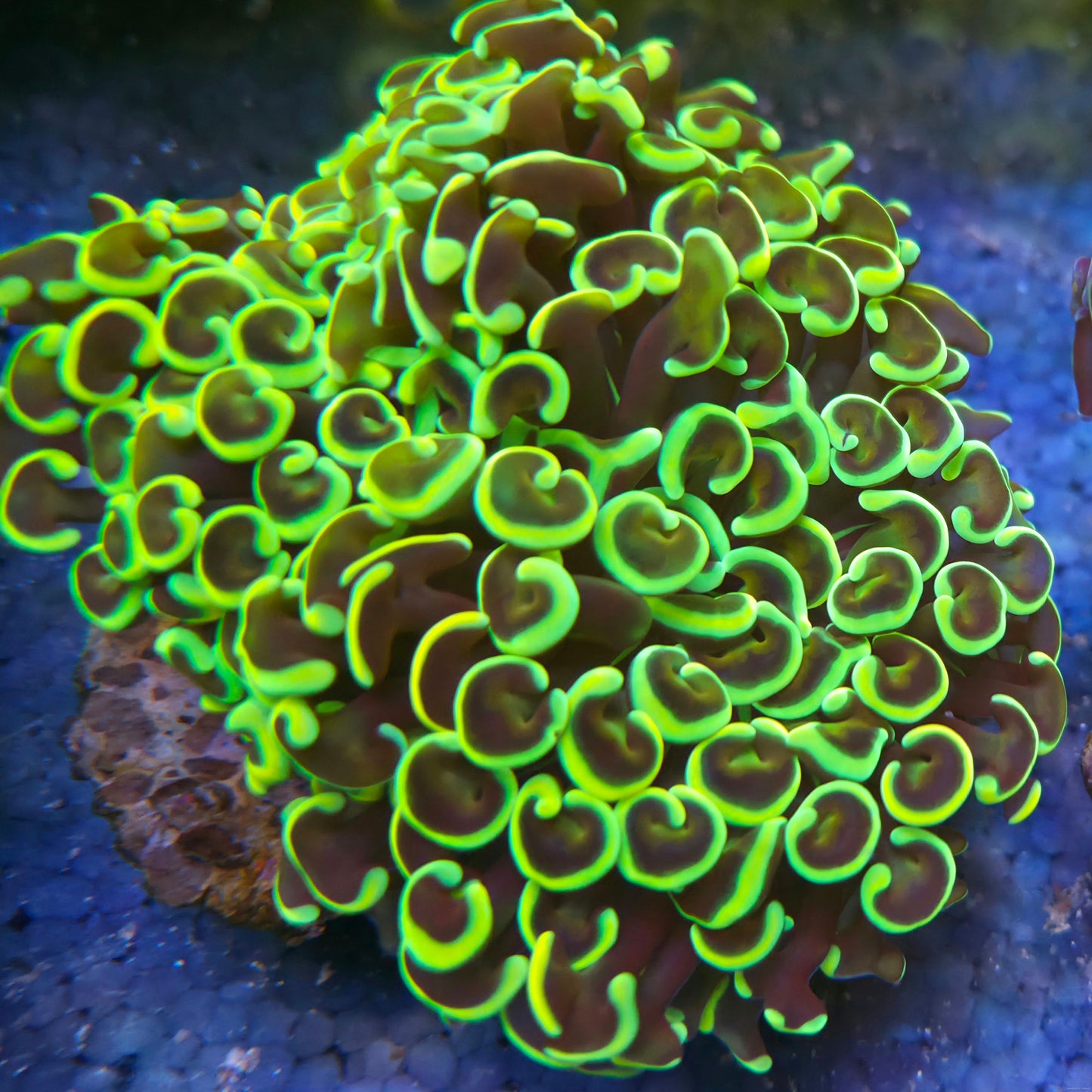 INDO Ultra Orange Wall Hammer - WYSIWYG