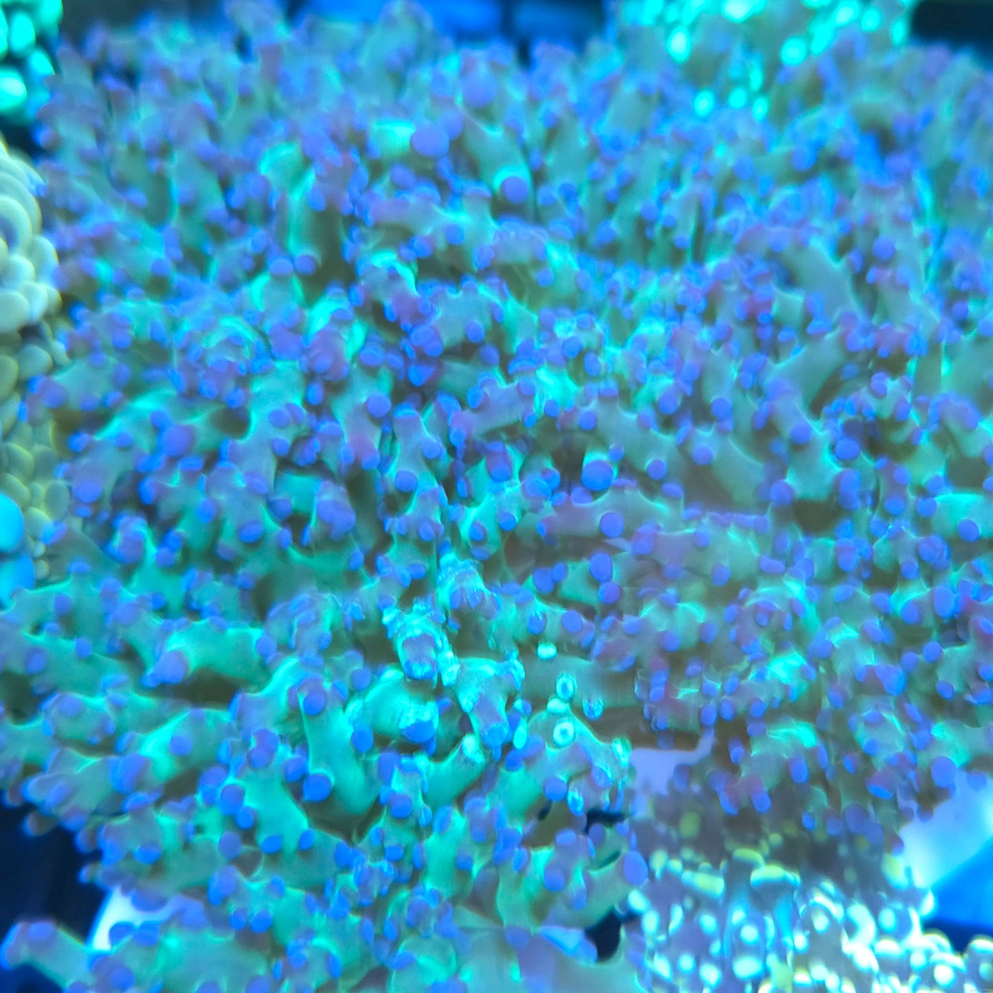 Green and Blue Tipped Frogspawn