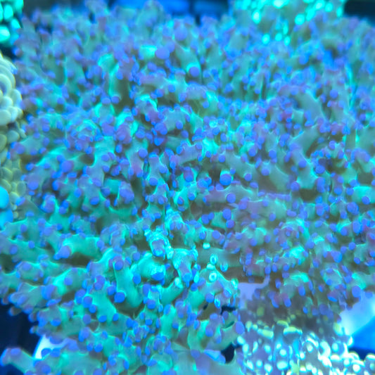 Green and Blue Tipped Frogspawn