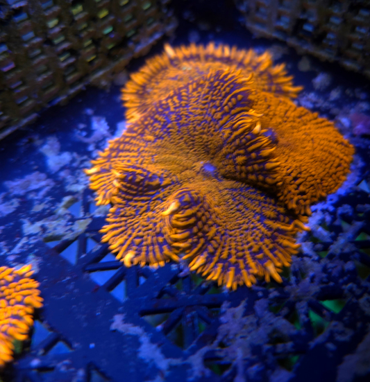 Forest Fire Rhodactis Mushroom