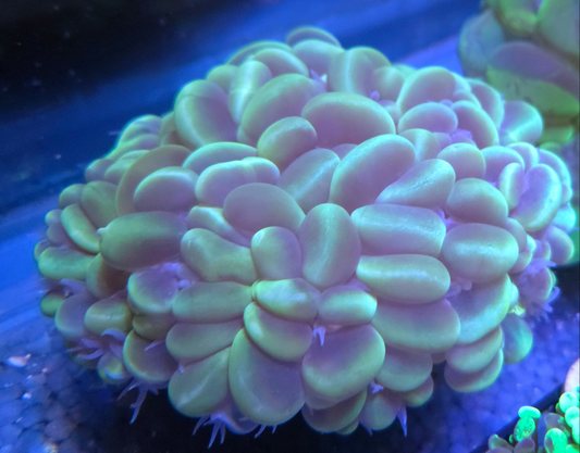 Cat Eye Bubble (Large)