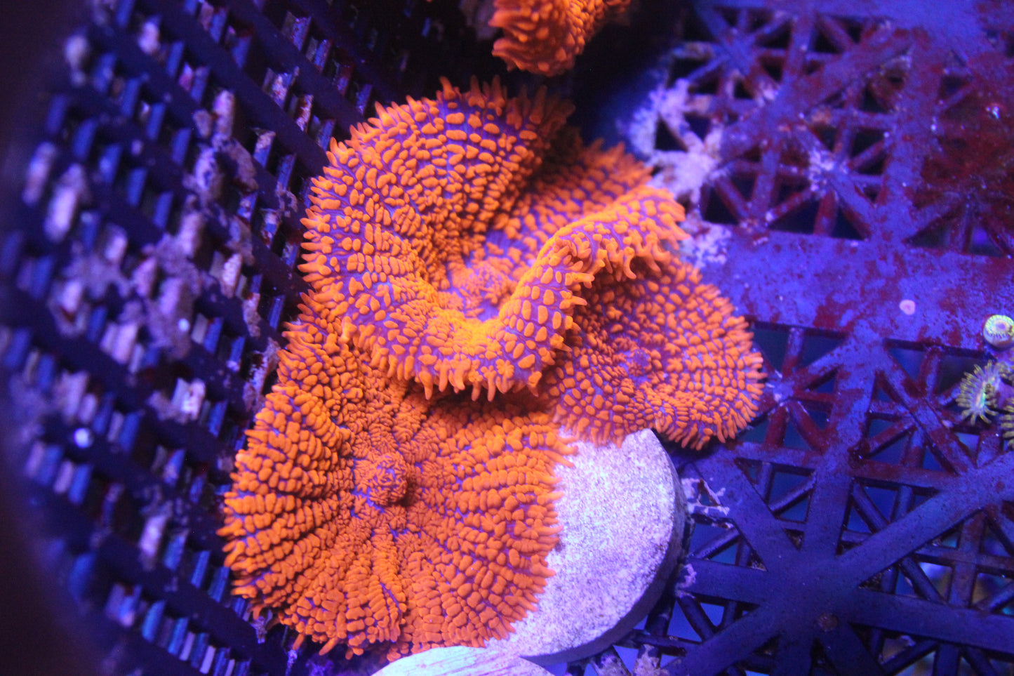 Forest Fire Rhodactis Mushroom