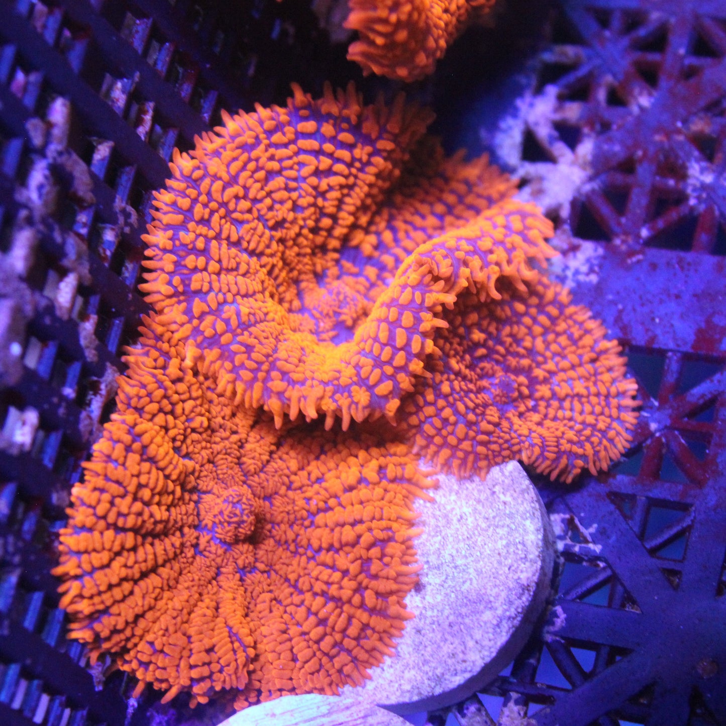 Superman Rhodactis Mushroom