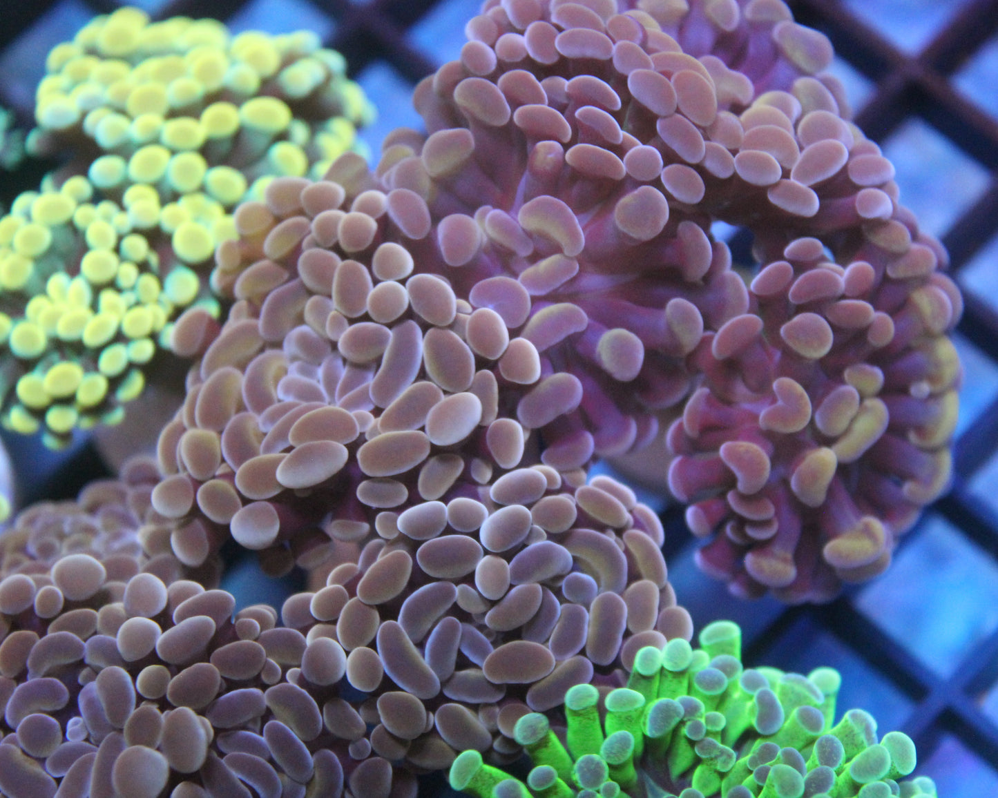 Rose Gold Hammer ( 2 heads)