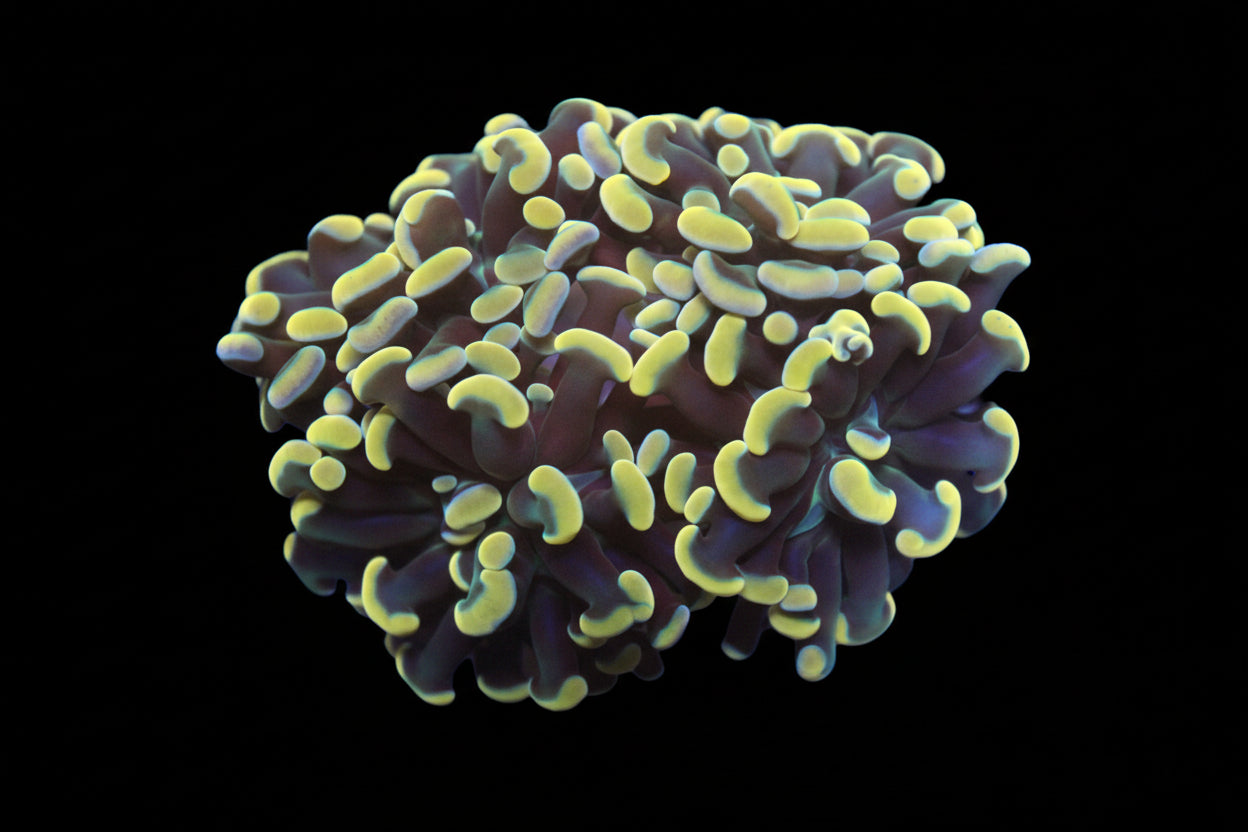 Indo Gold Hammer (4 heads)