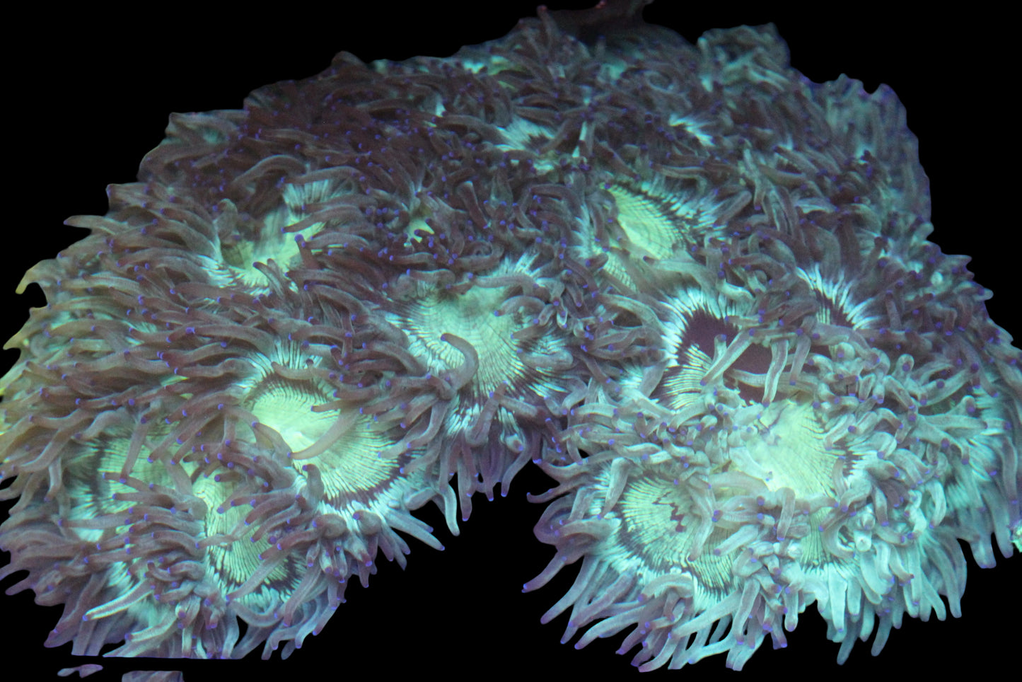 Blue Tip Elegance XXL