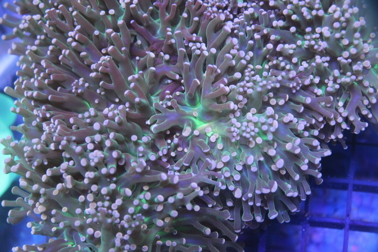 Pink Joker Frogspawn