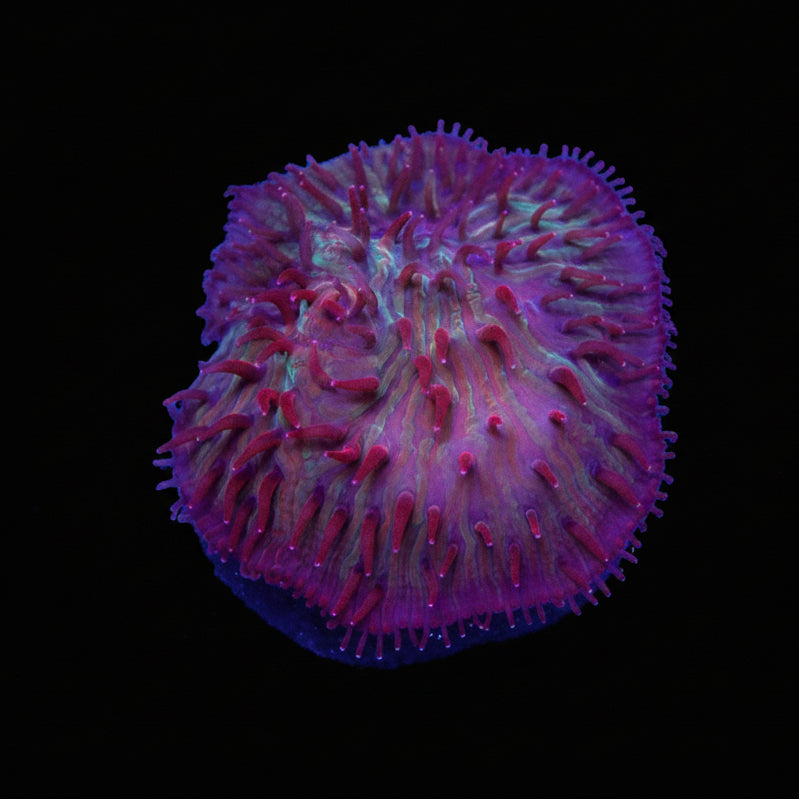 Strawberry Diaserius Plate