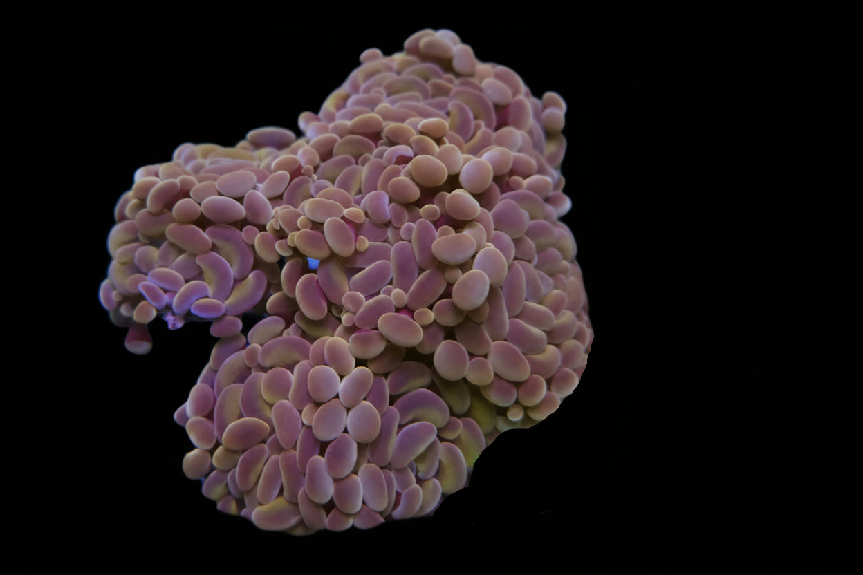 Rose gold hammer coral / orange hammer