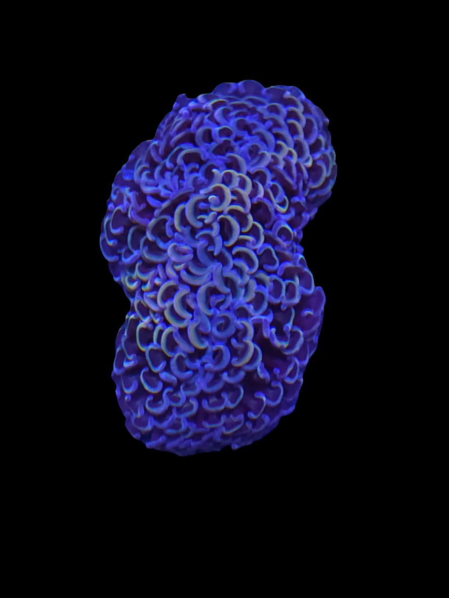 Ultra Purple / Gold Wall Hammer - WYSIWYG