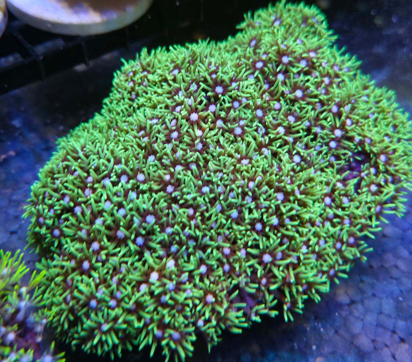 Green Star Polyp