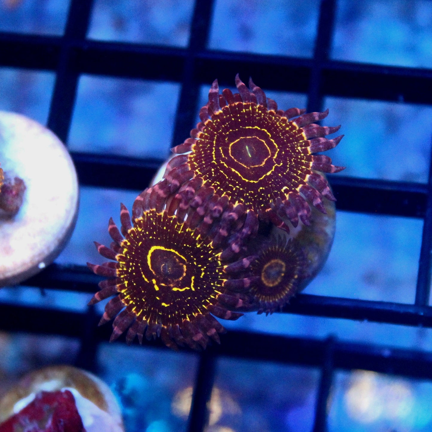 Stratosphere Zoa