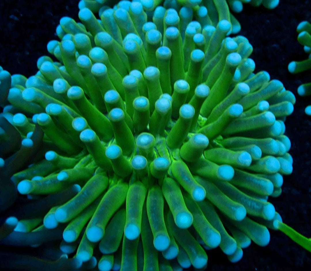 Long Tentacle Plate Coral