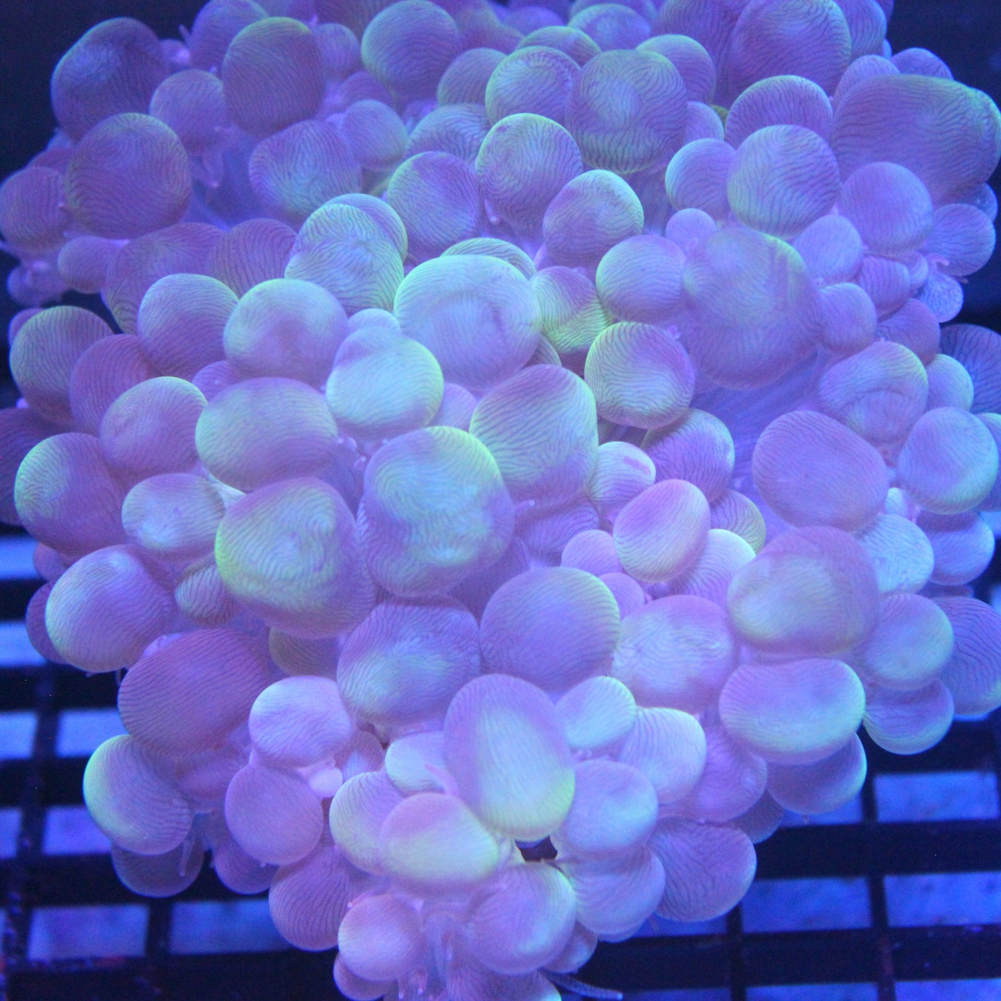 Splatter Bubble Coral