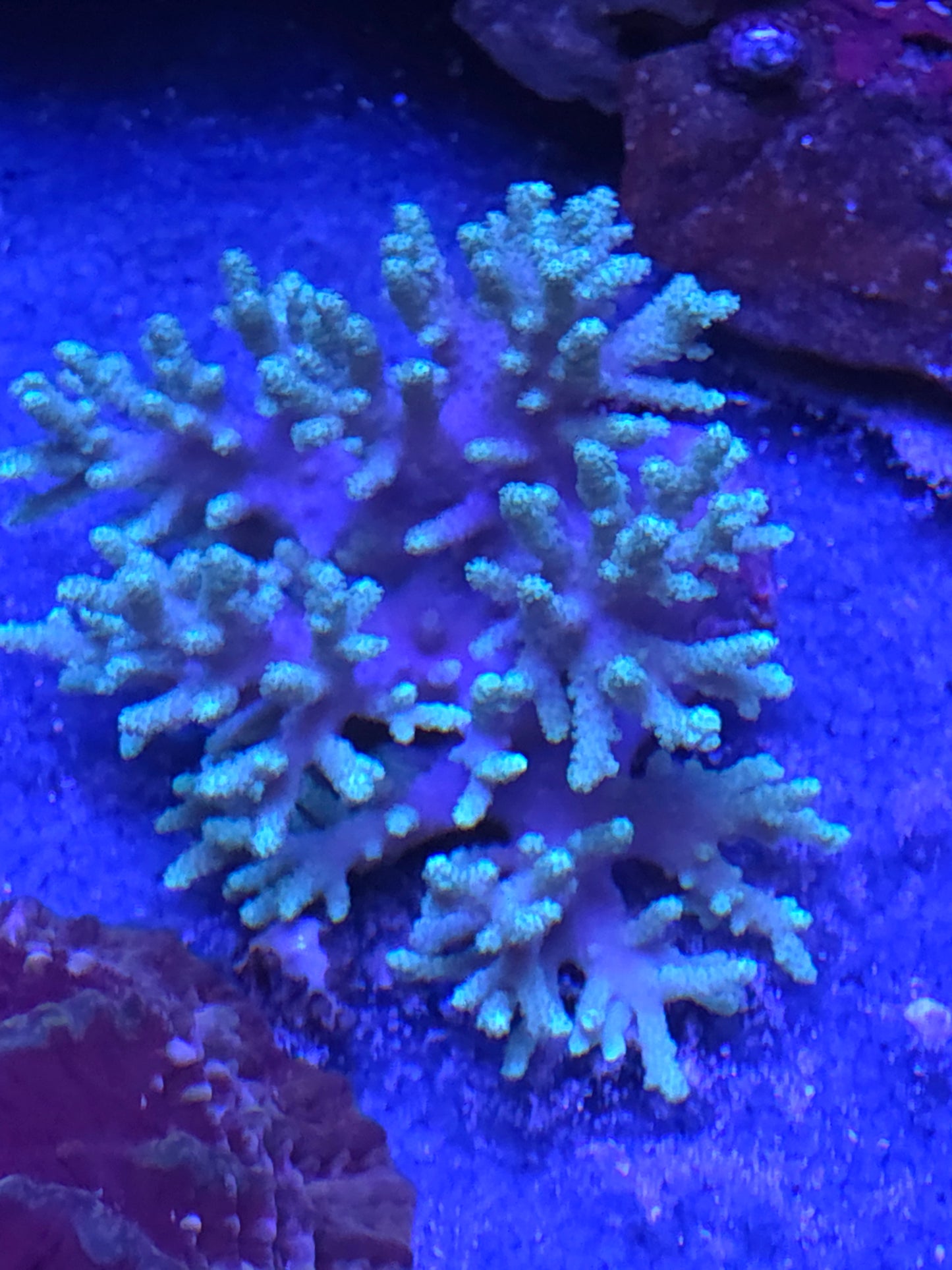 Mint Finger Leather (XXL!)