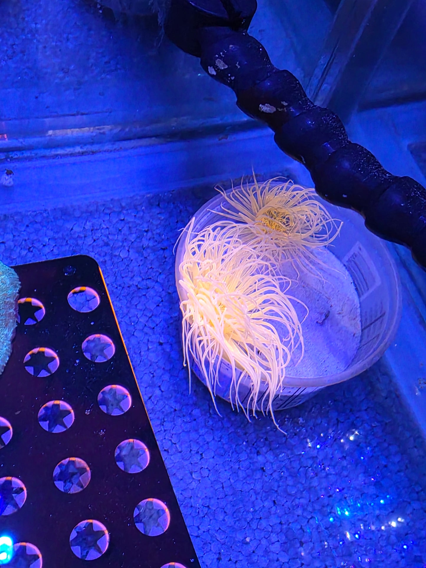 SUPER Bright Orange Tube Anenome