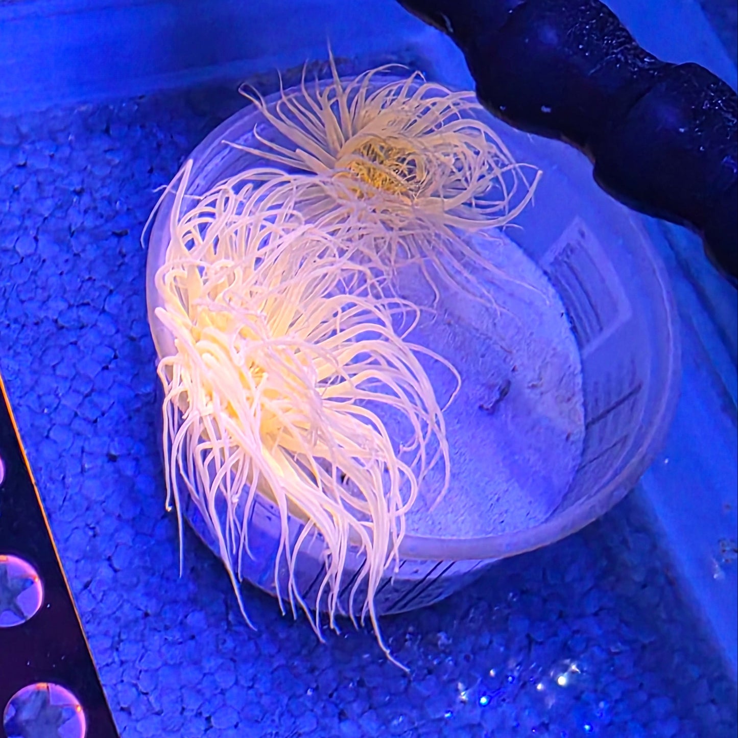 SUPER Bright Orange Tube Anenome