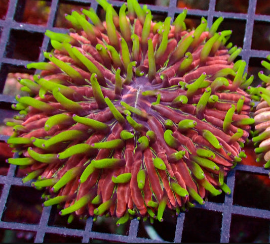 Rare Pink Fungia Plate