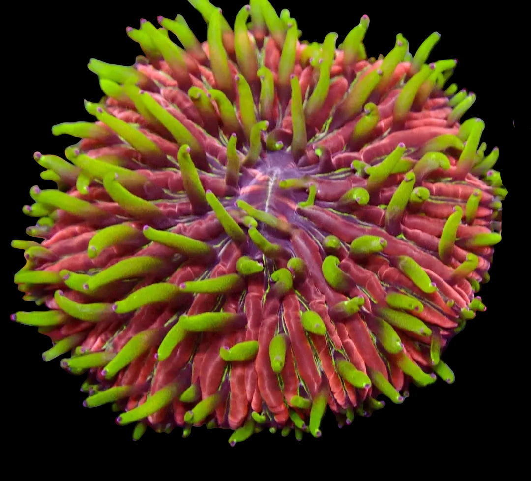 Rare Pink Fungia Plate