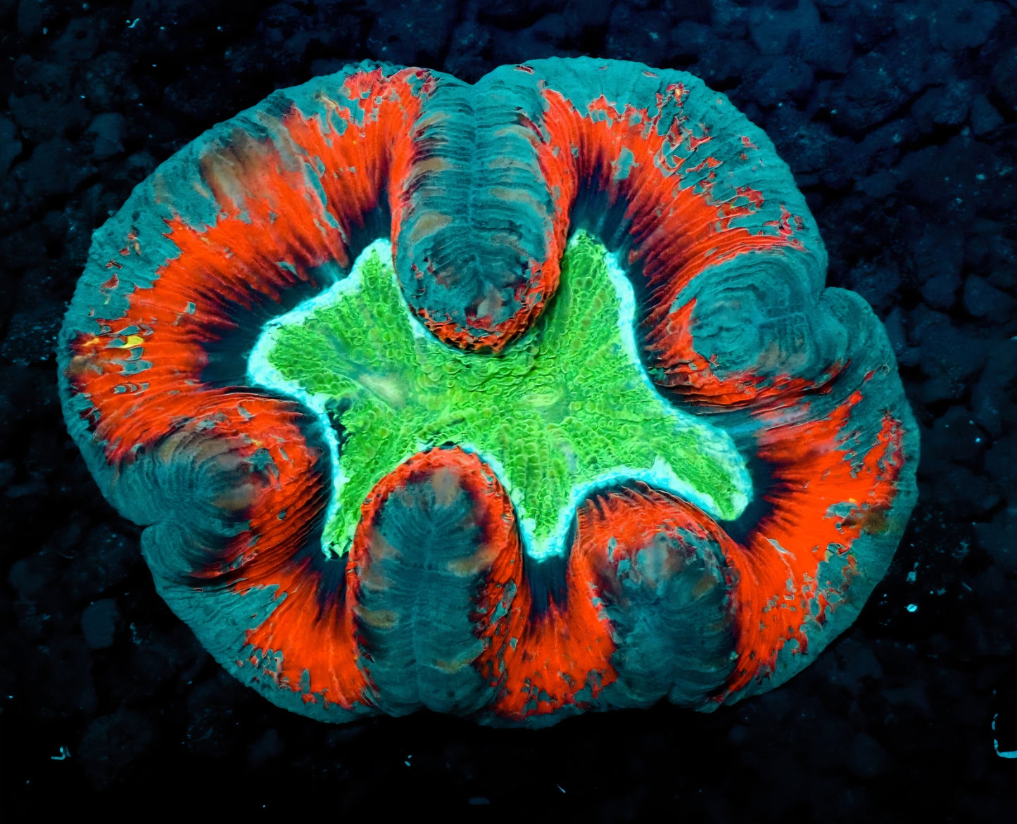 Rainbow Trachyphyllia
