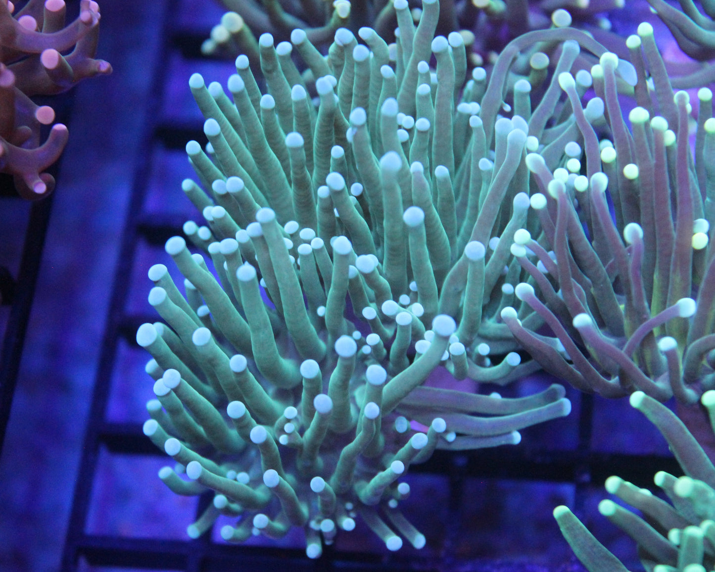 White Tip Torch