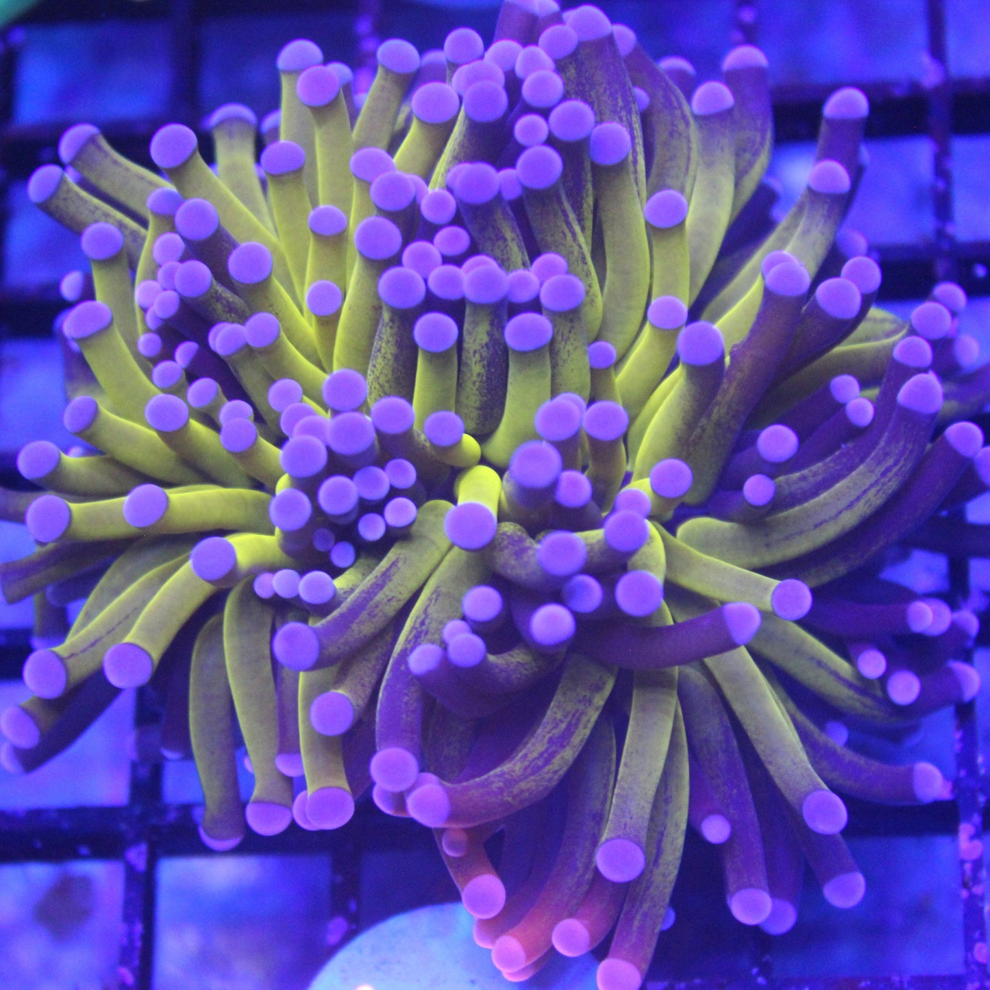 Tiger Torch - Purple Varient
