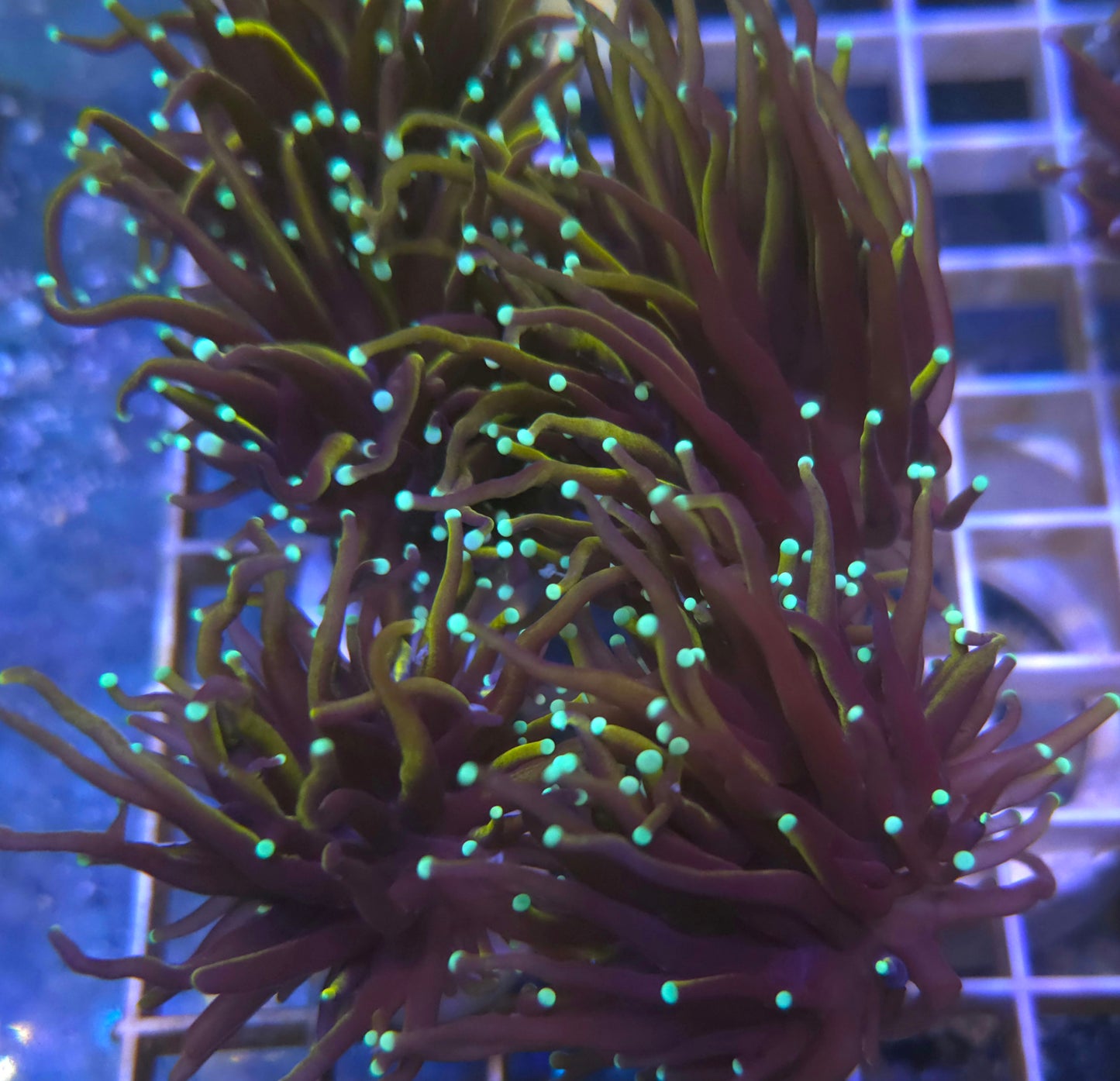 Ultra Green Tip/Indo Torch