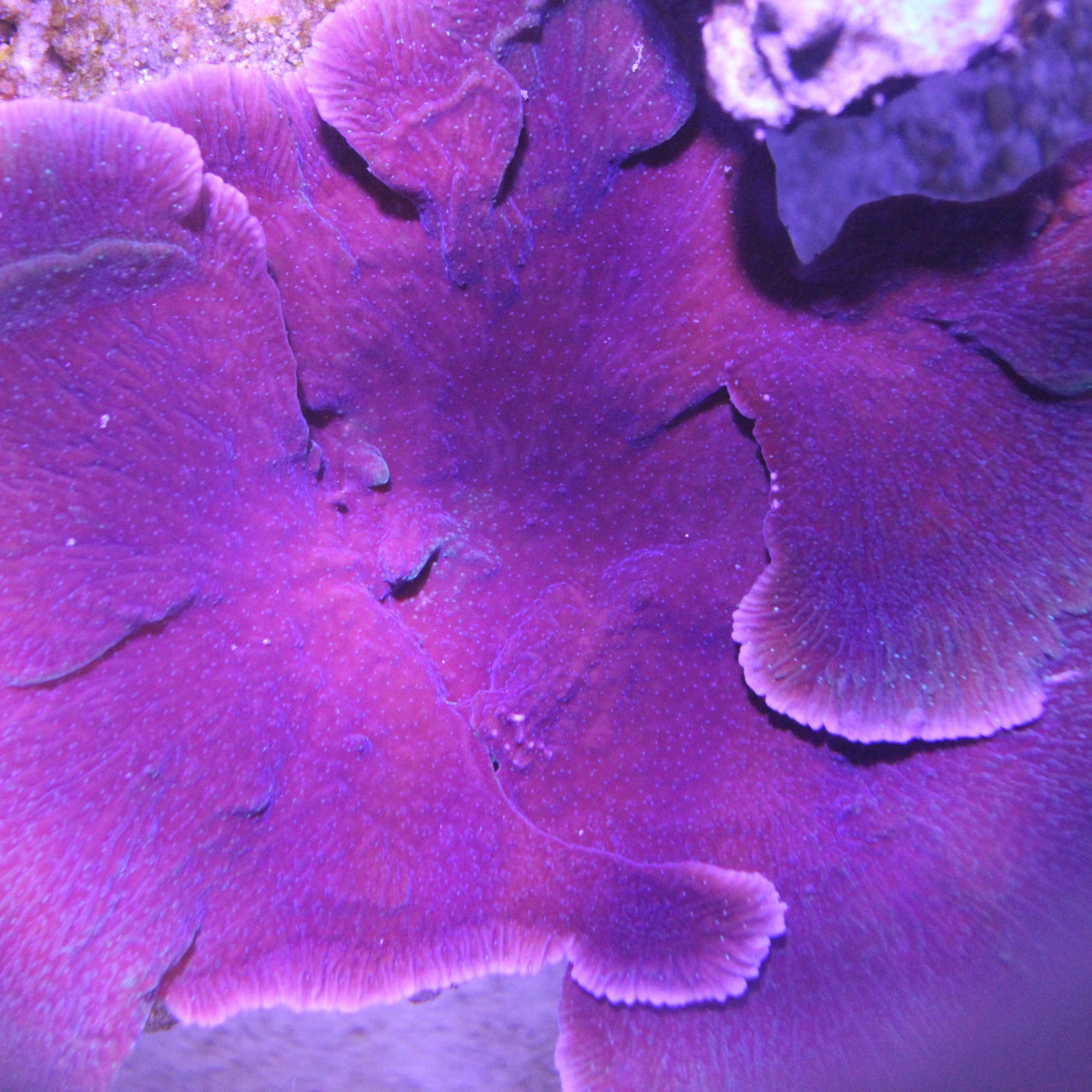 Purple Grape Monti Plating