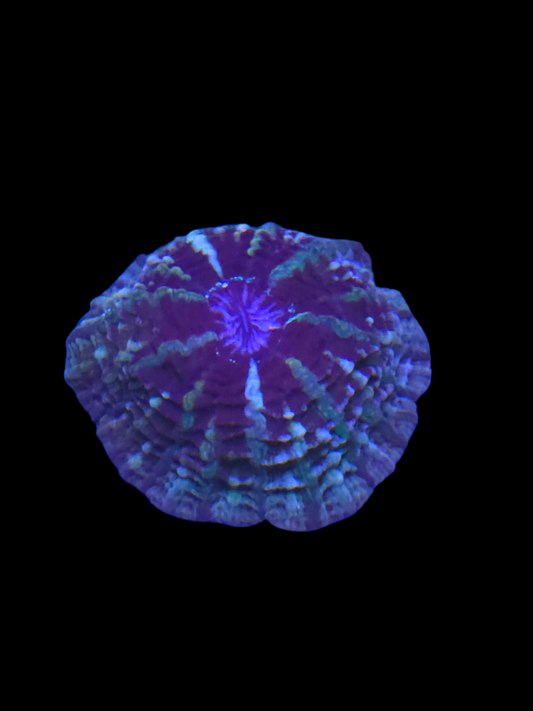 Cynarina - Fierce Purple WYSIWYG