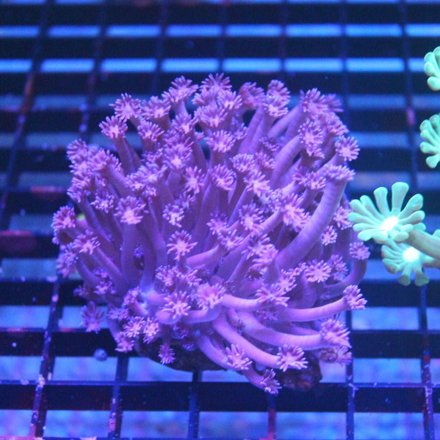 Blue Goniopora
