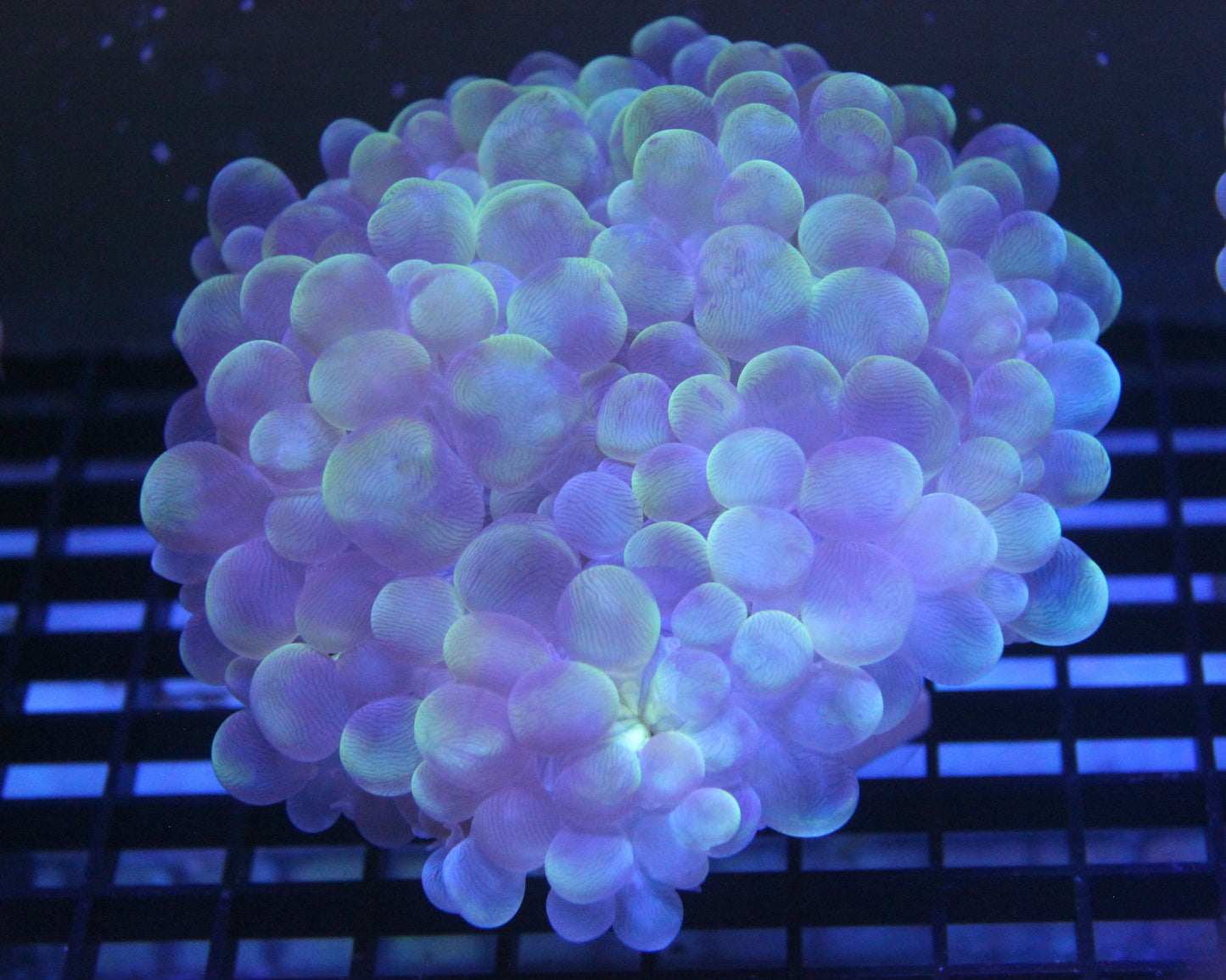 WYSIWYG Toxic Splatter Bubble Coral