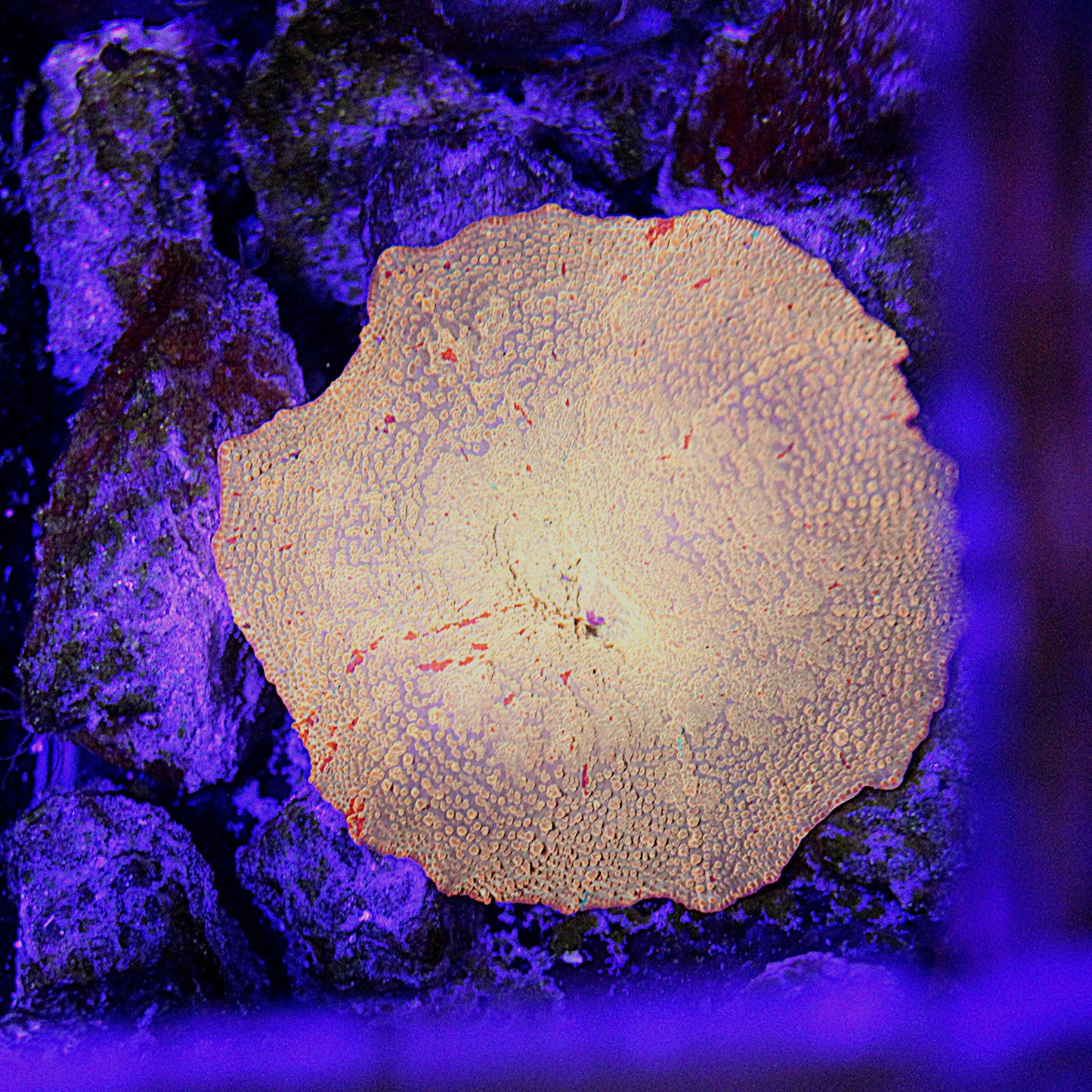 Yellow Jawbreaker Mushroom