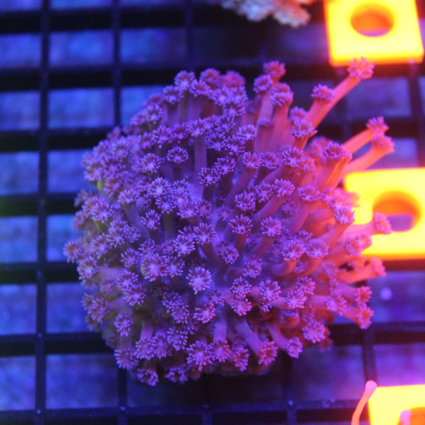 WYSIWYG Purple Goni