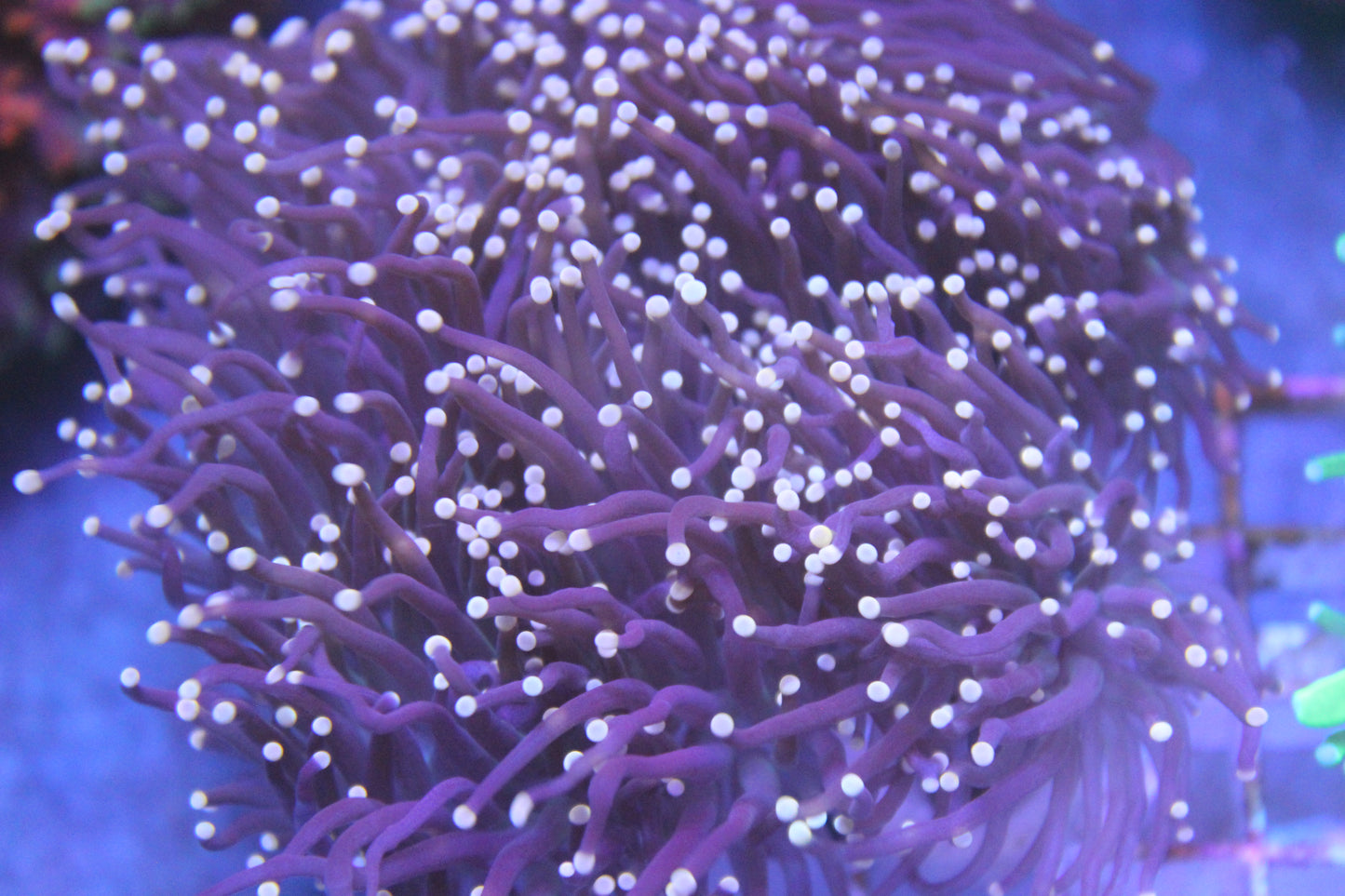 Purple Torch