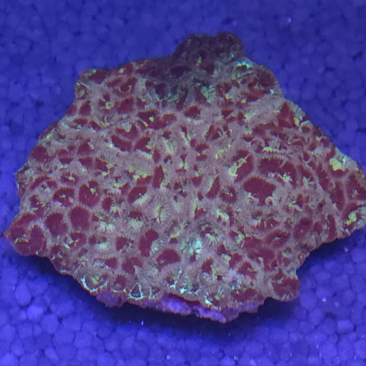 Solar Inferno Favia