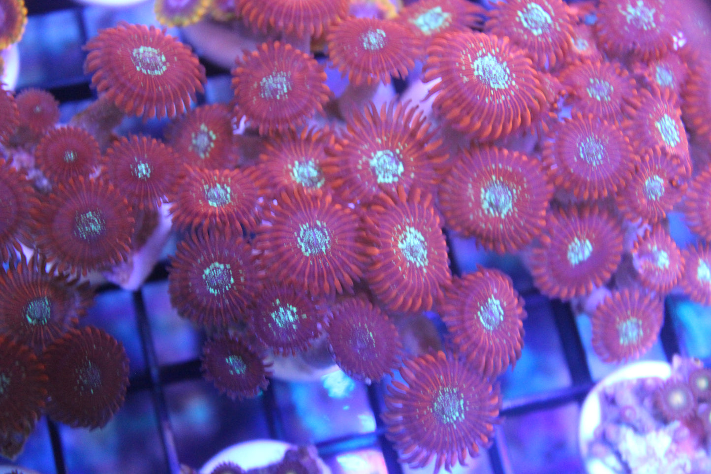 Magician Zoa