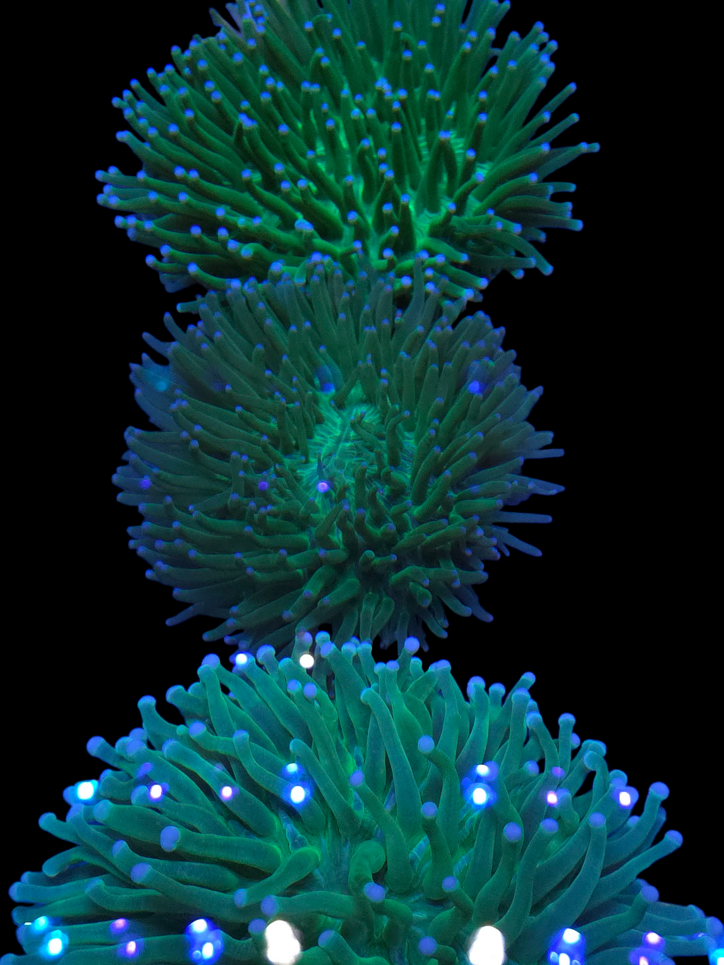 Long Tentacle Plate Coral