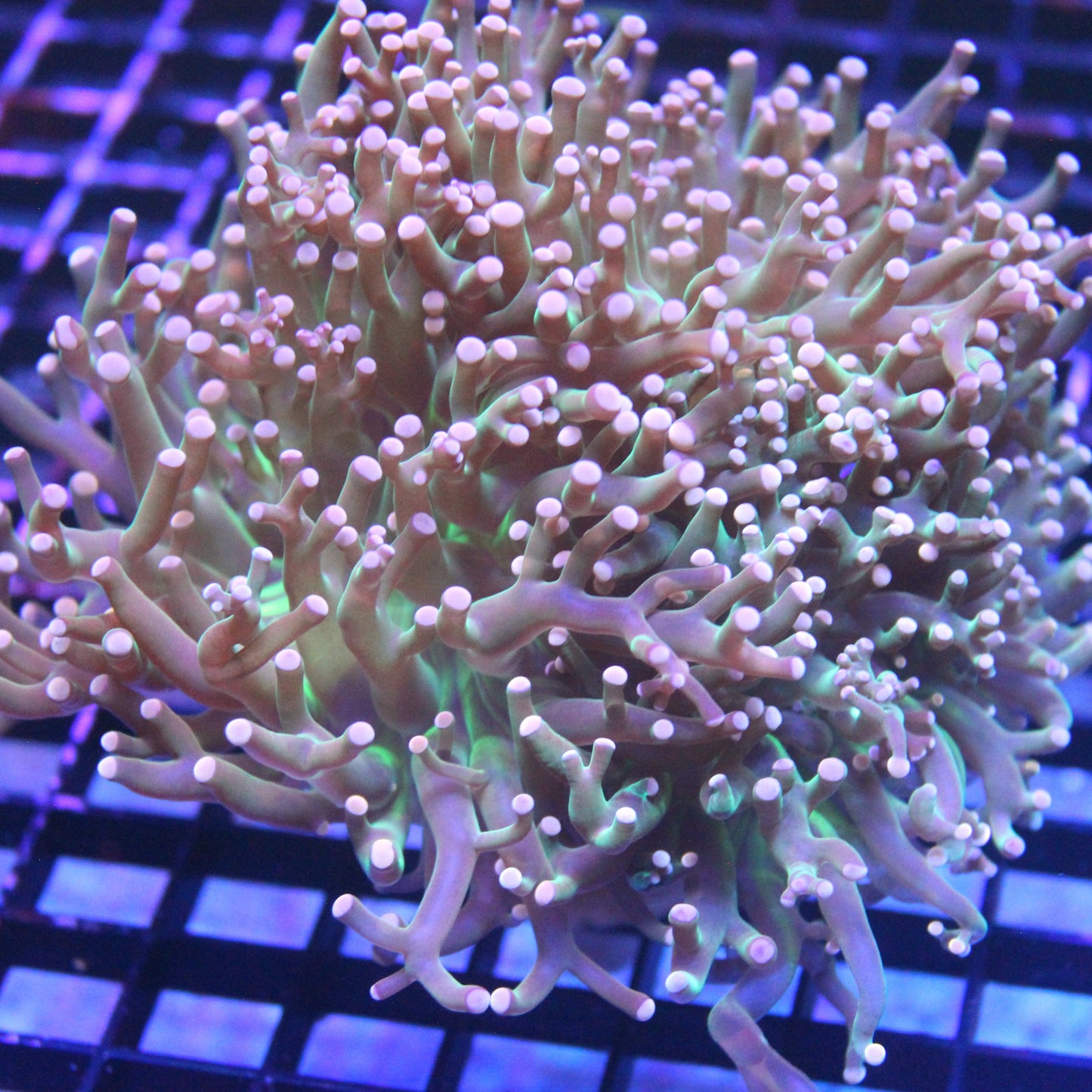 Joker Frogspawn