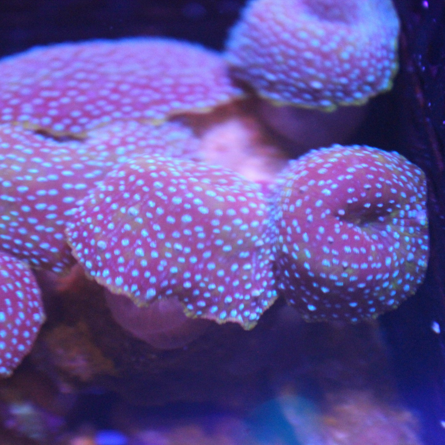 Leopard Discoma Mushroom