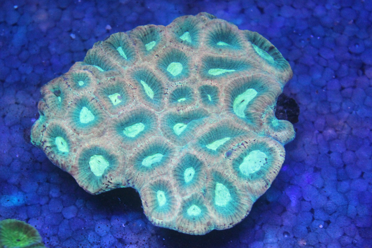 Atomic Mint Favia Coral