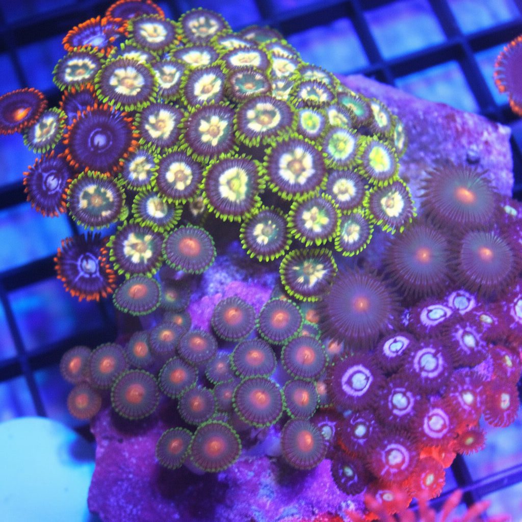 WYSIWYG Pre-Made Zoa Garden (B)