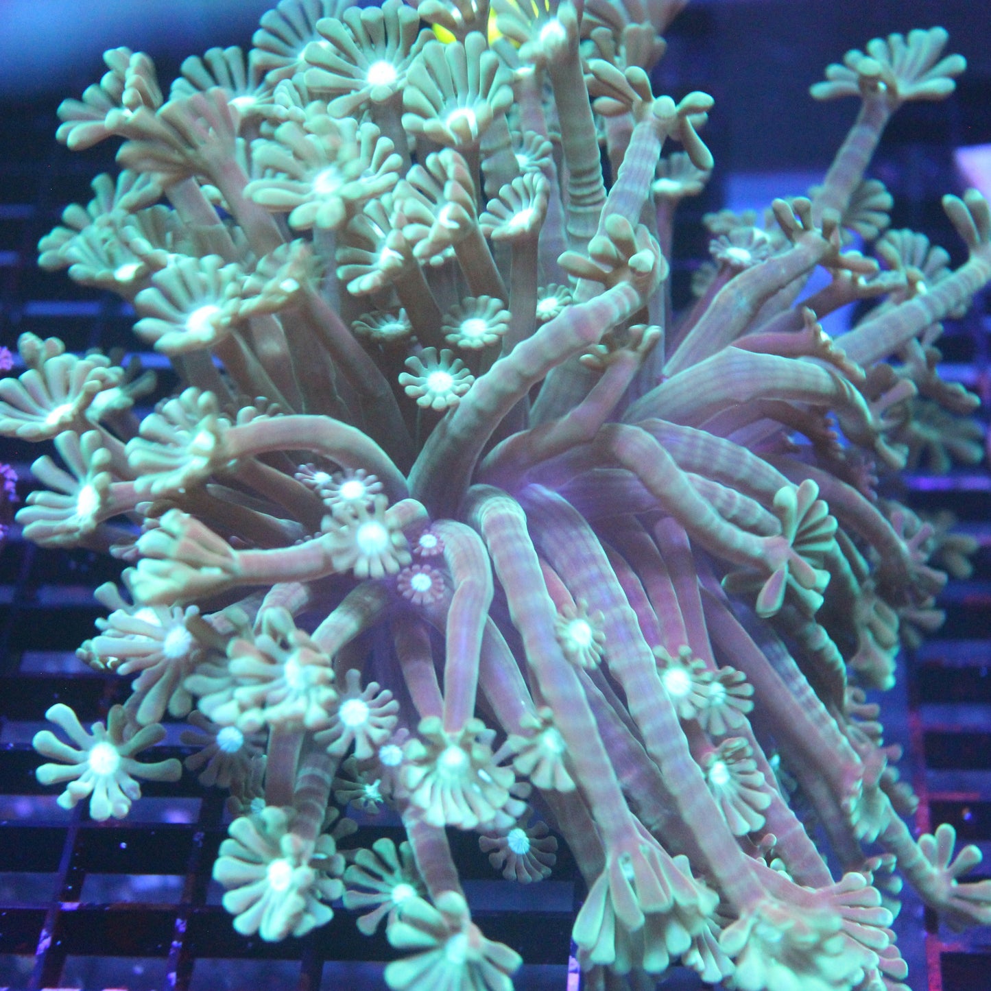 Branching Goniopora