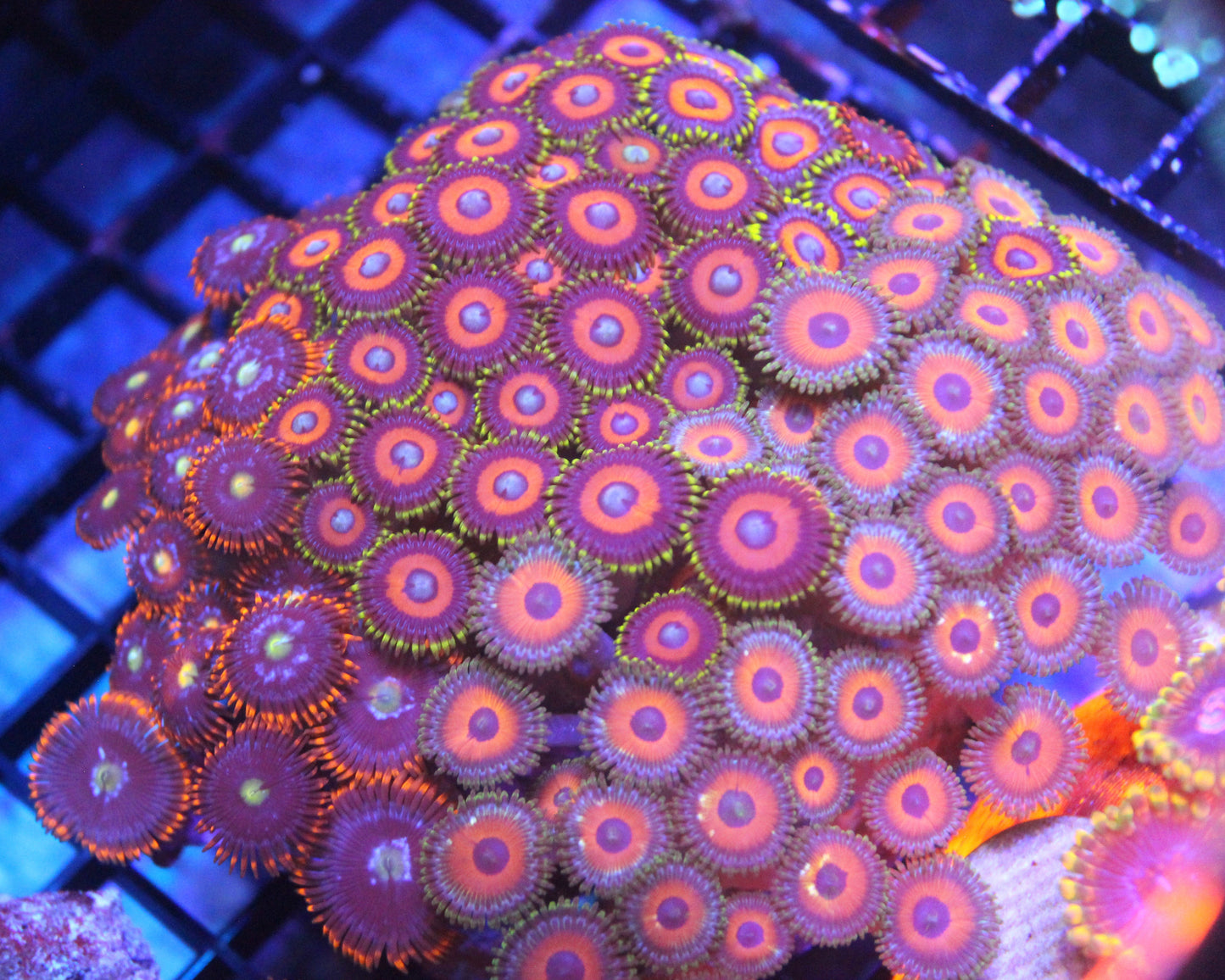 WYSIWYG Pre-Made Zoa Garden (A)