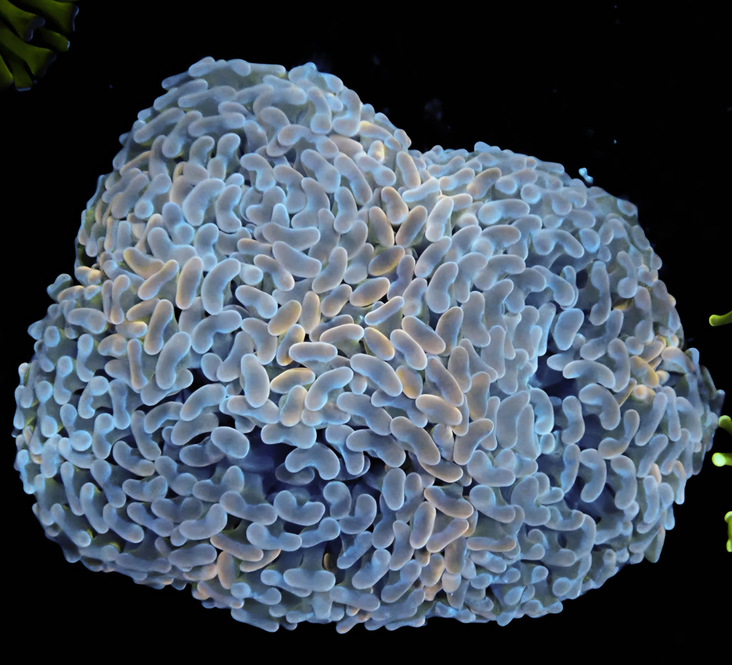 WYSIWYG Rare-Ultra Wall Hammer