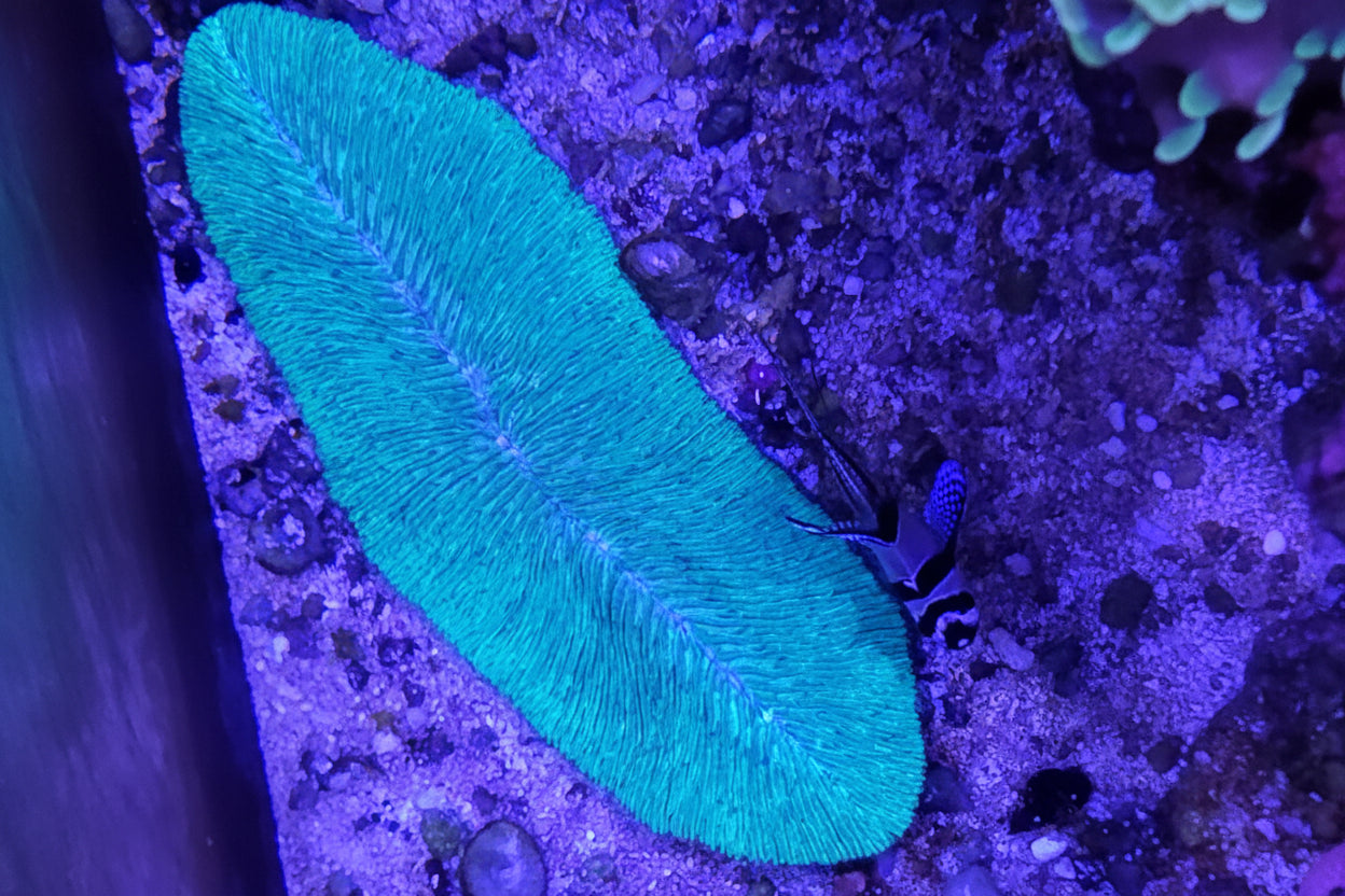 Tongue Coral