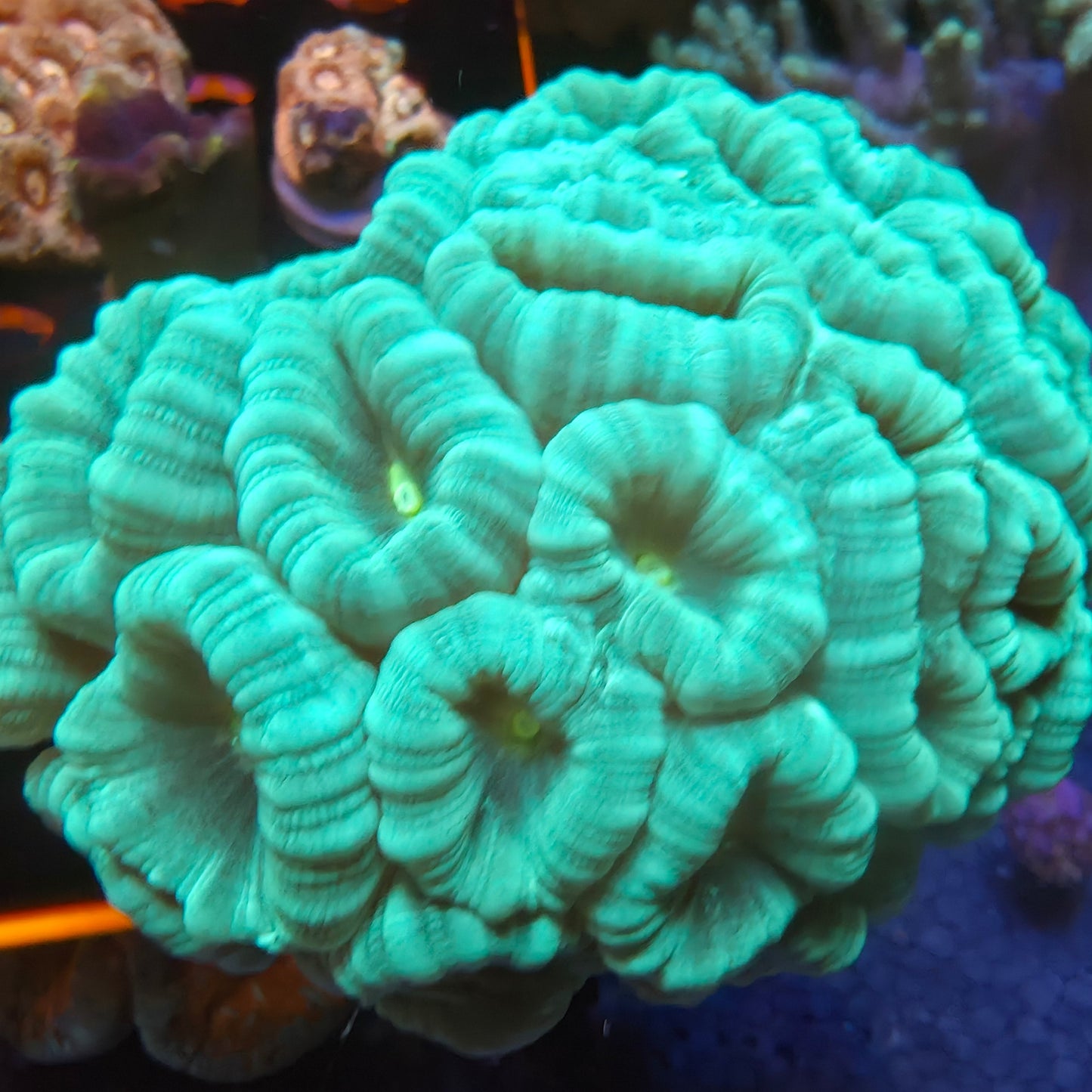 Green Candy Cane Coral