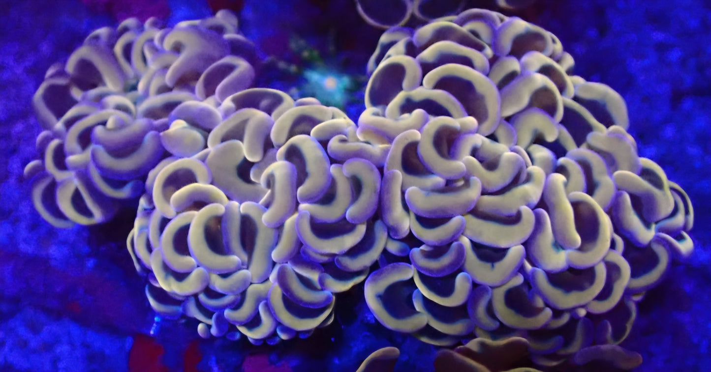 Ultra Purple / Gold Wall Hammer - WYSIWYG